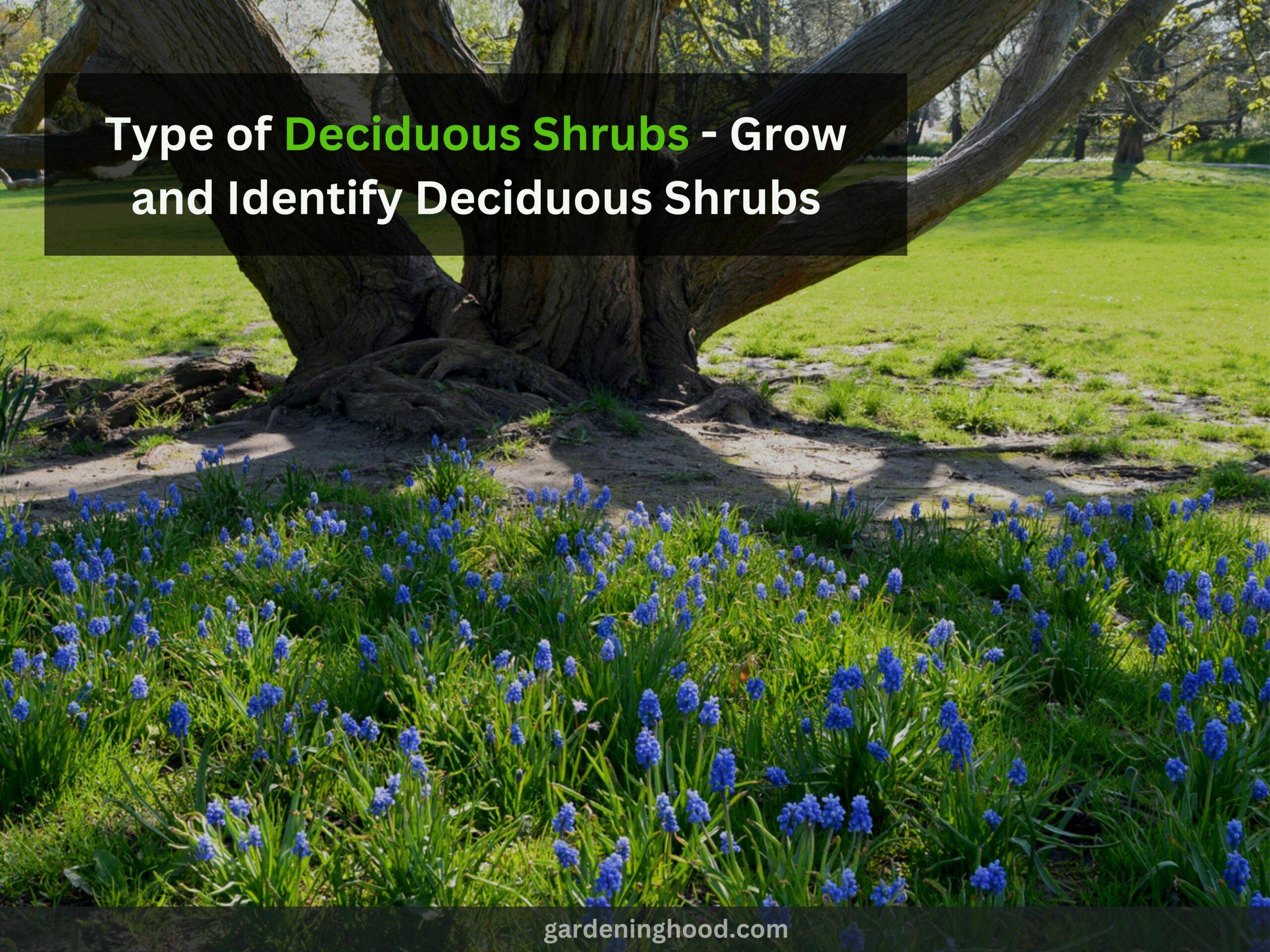 Type of Deciduous Shrubs - Grow and Identify Deciduous Shrubs