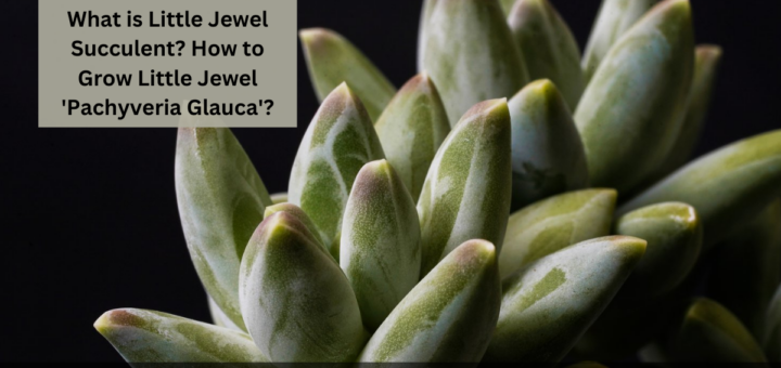 What is Little Jewel Succulent?- How to Grow Little Jewel 'Pachyveria Glauca'?