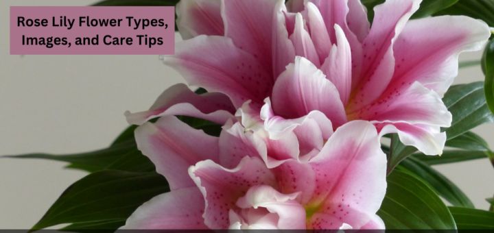 Rose Lily Flower Types, Images, and Care Tips