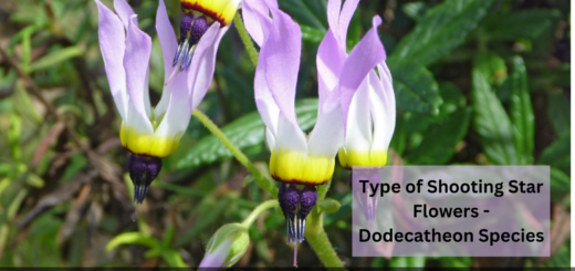 Type of Shooting Star Flowers - Dodecatheon Species