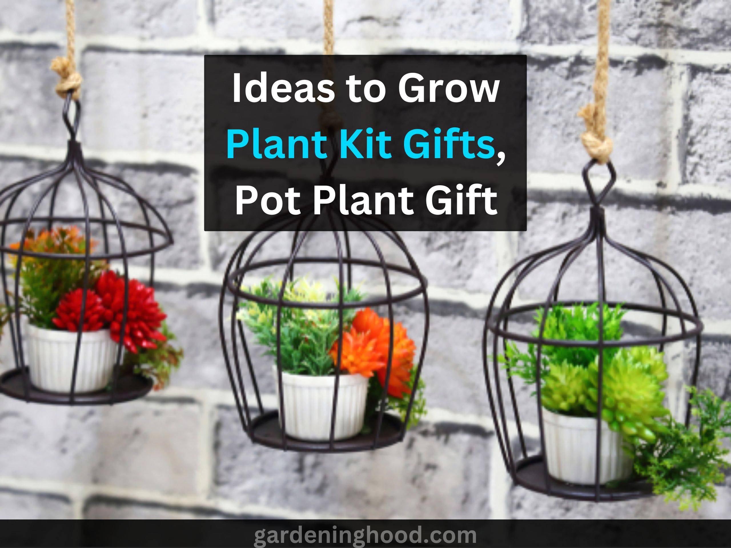 Ideas to Grow Plant Kit Gifts, Pot Plant Gift