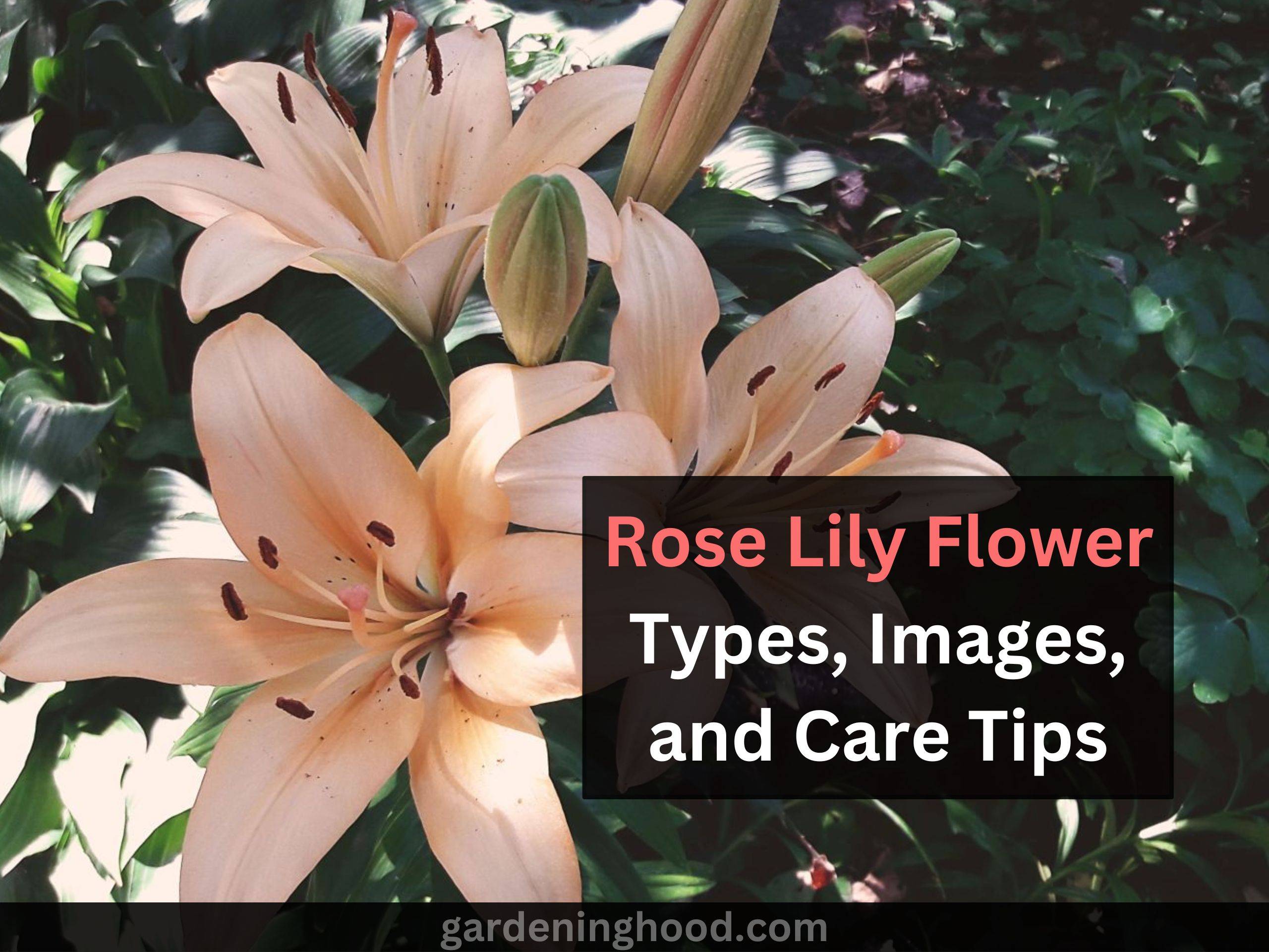 Rose Lily Flower Types, Images, and Care Tips