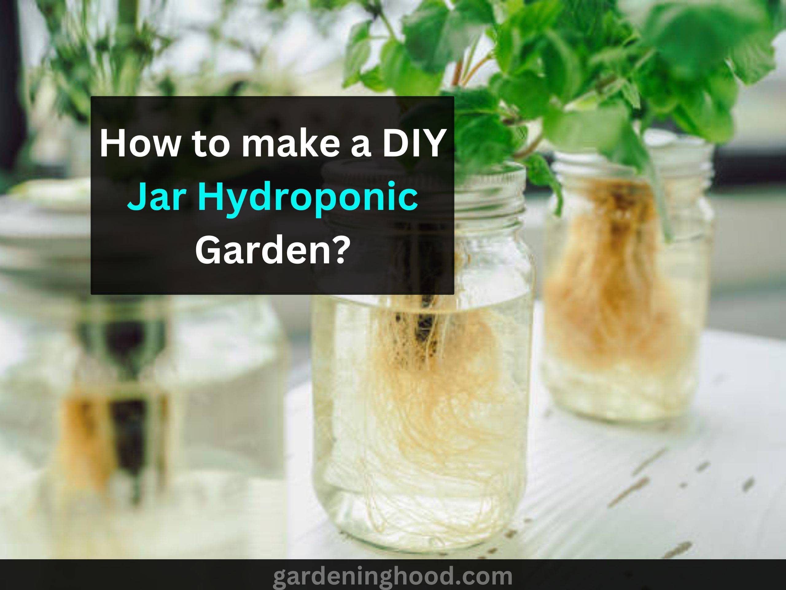 How to make a DIY Jar Hydroponic Garden? (Easy Way)