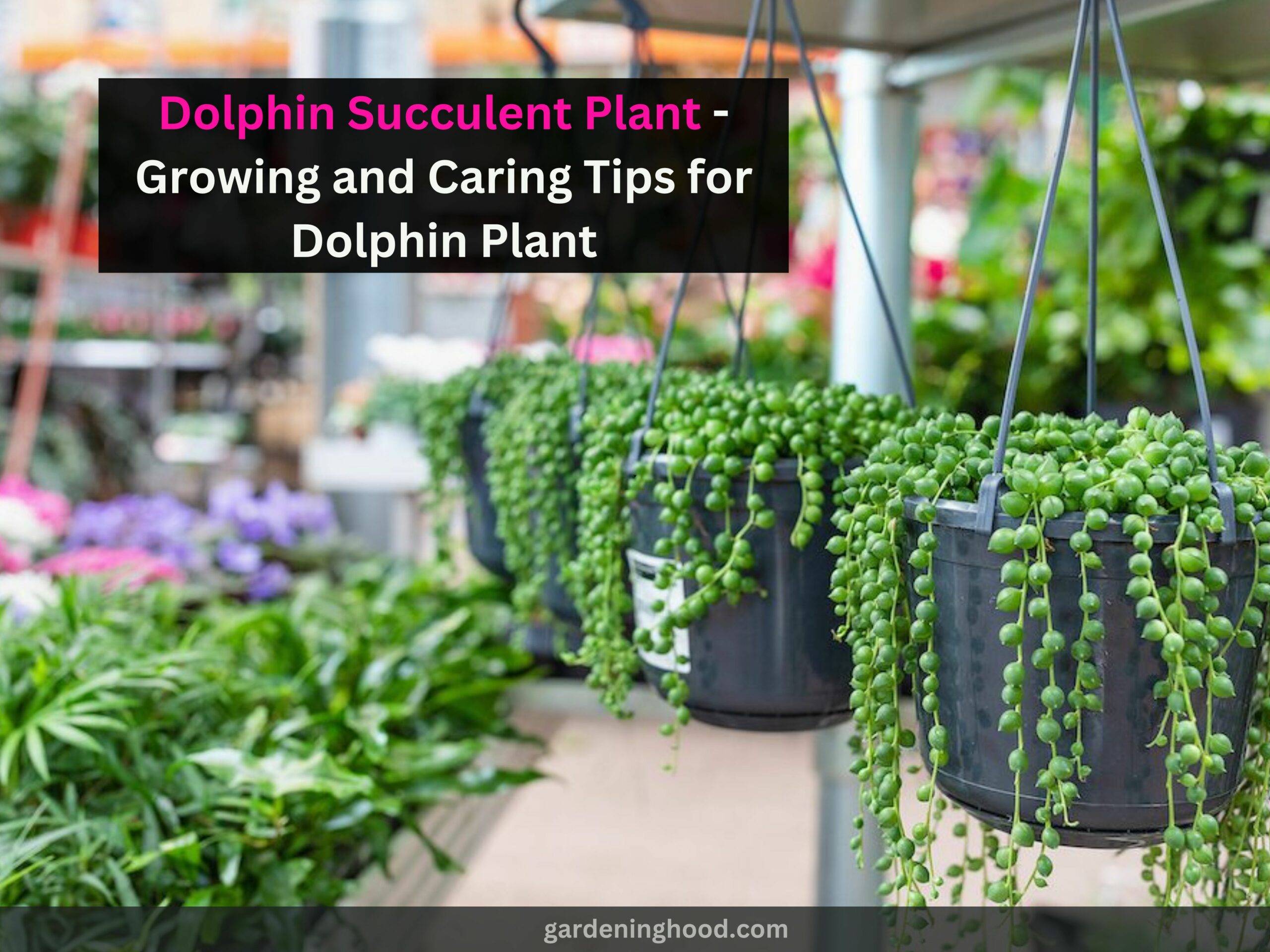 Dolphin Succulent Plant - Growing and Caring Tips for Dolphin Plant