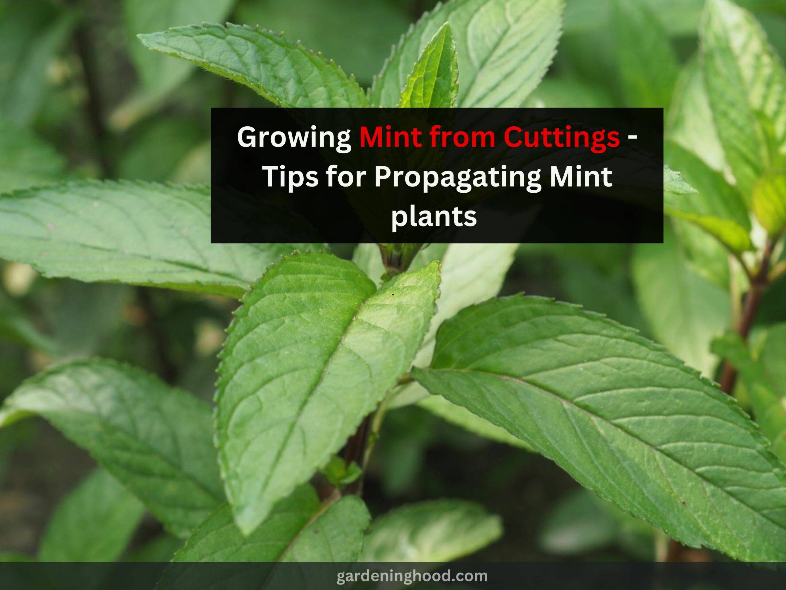 Growing Mint from Cuttings - Tips for Propagating Mint plants 