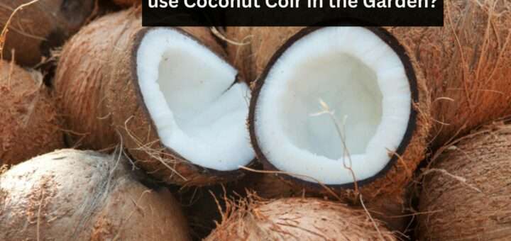 What is Coconut Coir? How to use Coconut Coir in the Garden?