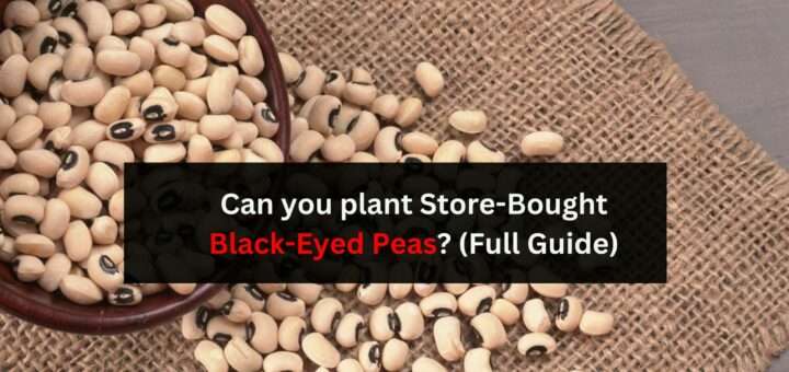 Can you plant Store-Bought Black-Eyed Peas? (Full Guide)