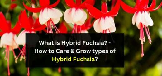 What is Hybrid Fuchsia? - How to Care & Grow types of Hybrid Fuchsia?