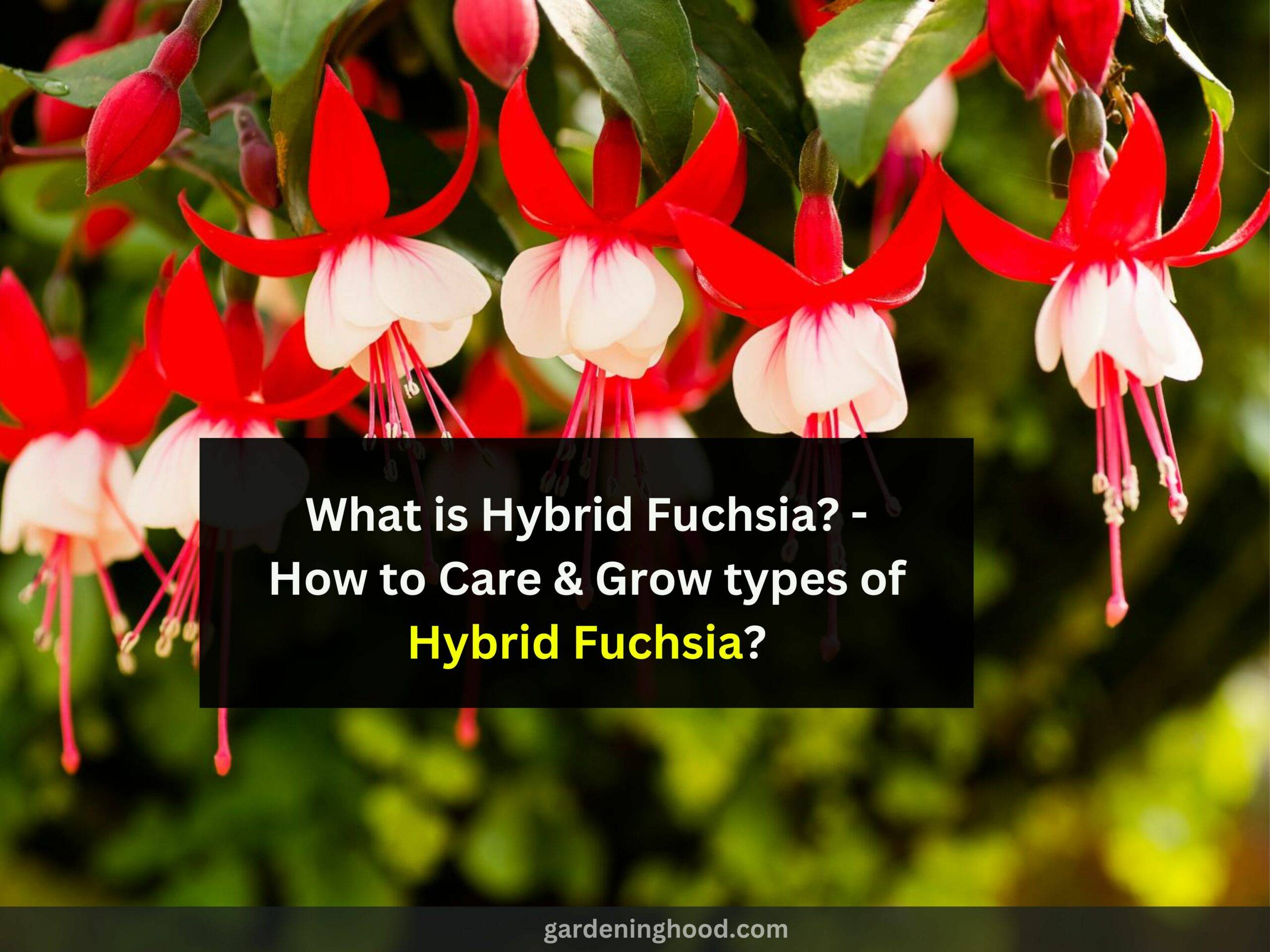 What is Hybrid Fuchsia? - How to Care & Grow types of Hybrid Fuchsia?