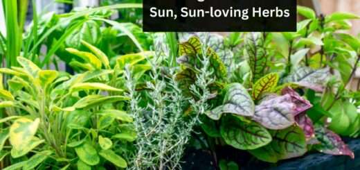 Best Full Sun Herbs - Growing Herbs in Full Sun, Sun-loving Herbs