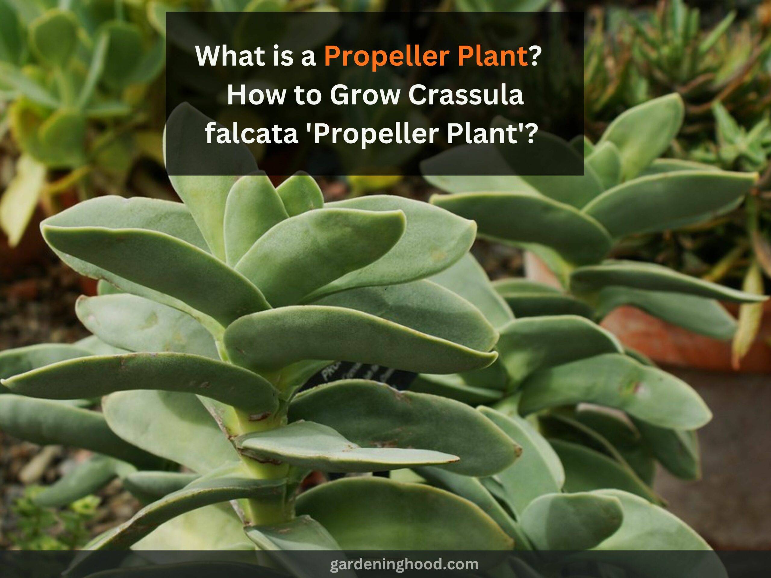 What is a Propeller Plant? - How to Grow Crassula falcata 'Propeller Plant'? 