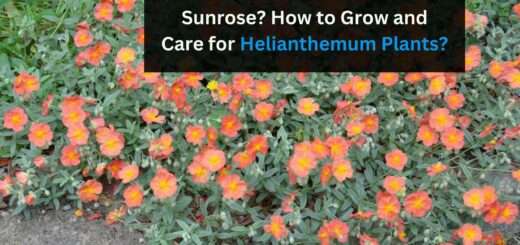 What Are Helianthemum Sunrose? How to Grow and Care for Helianthemum Plants?