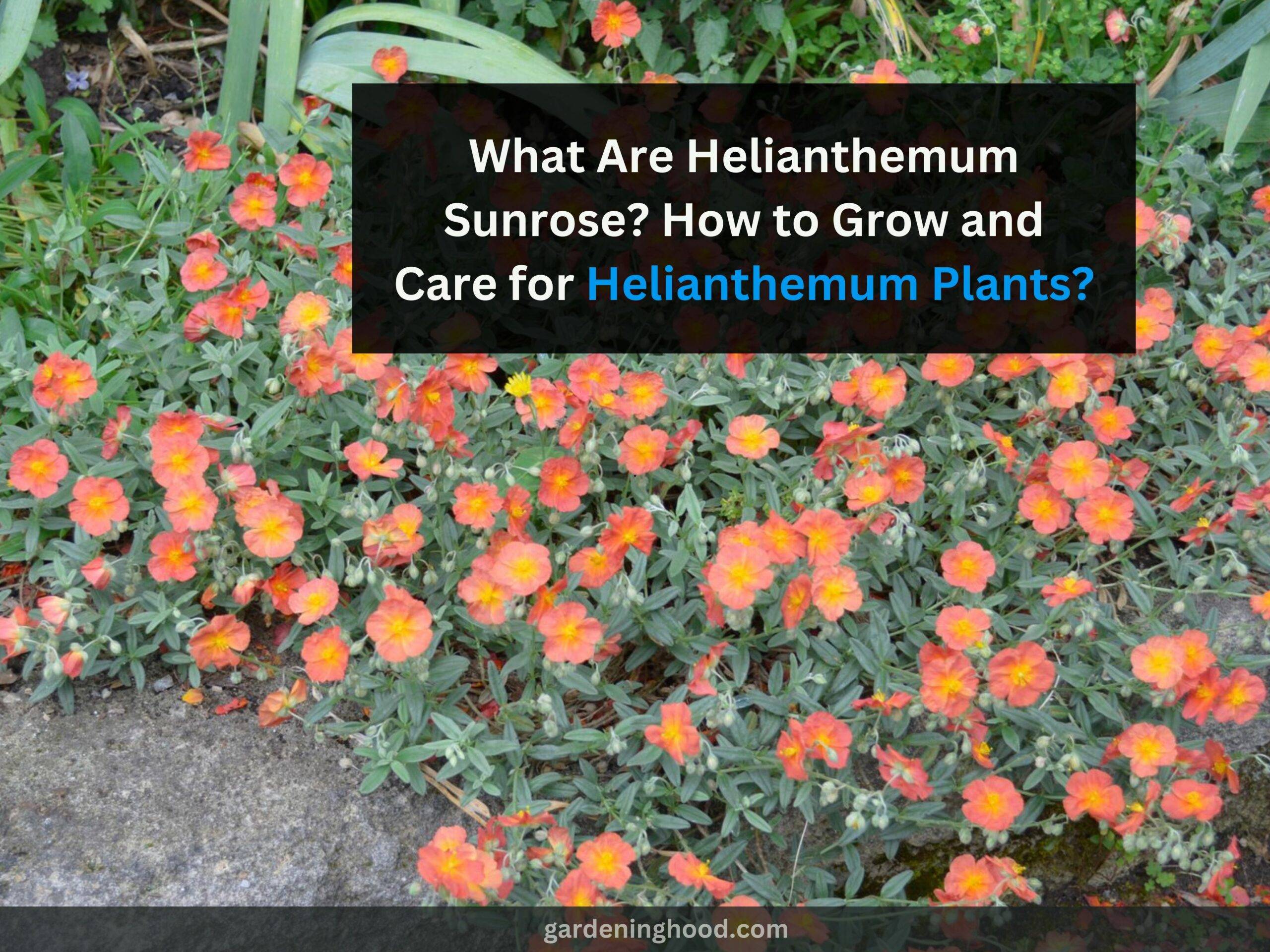 What Are Helianthemum Sunrose? How to Grow and Care for Helianthemum Plants?