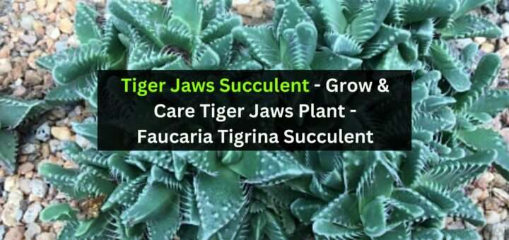 Tiger Jaws Succulent - Grow & Care Tiger Jaws Plant - Faucaria Tigrina Succulent