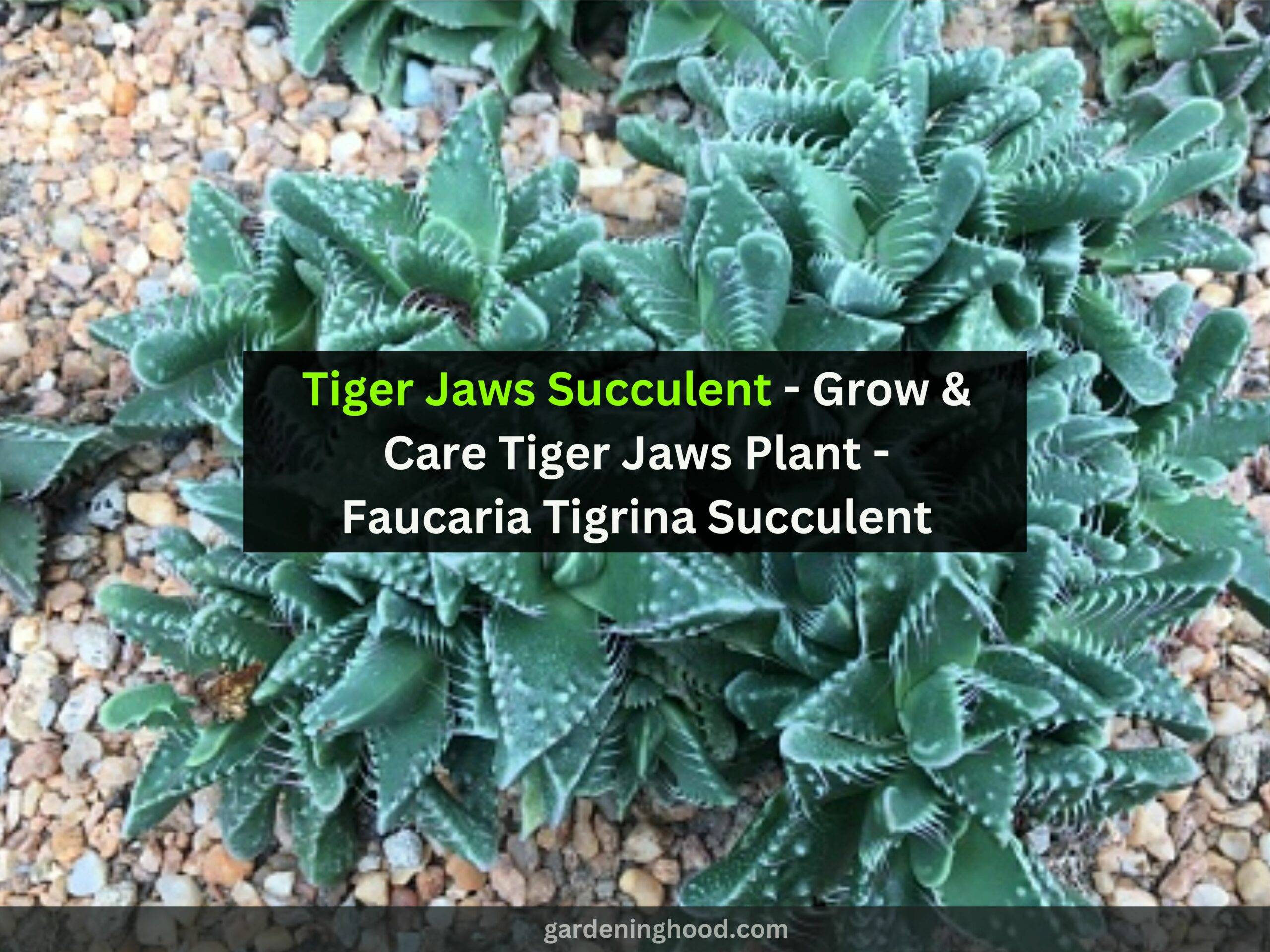 Tiger Jaws Succulent - Grow & Care Tiger Jaws Plant - Faucaria Tigrina Succulent