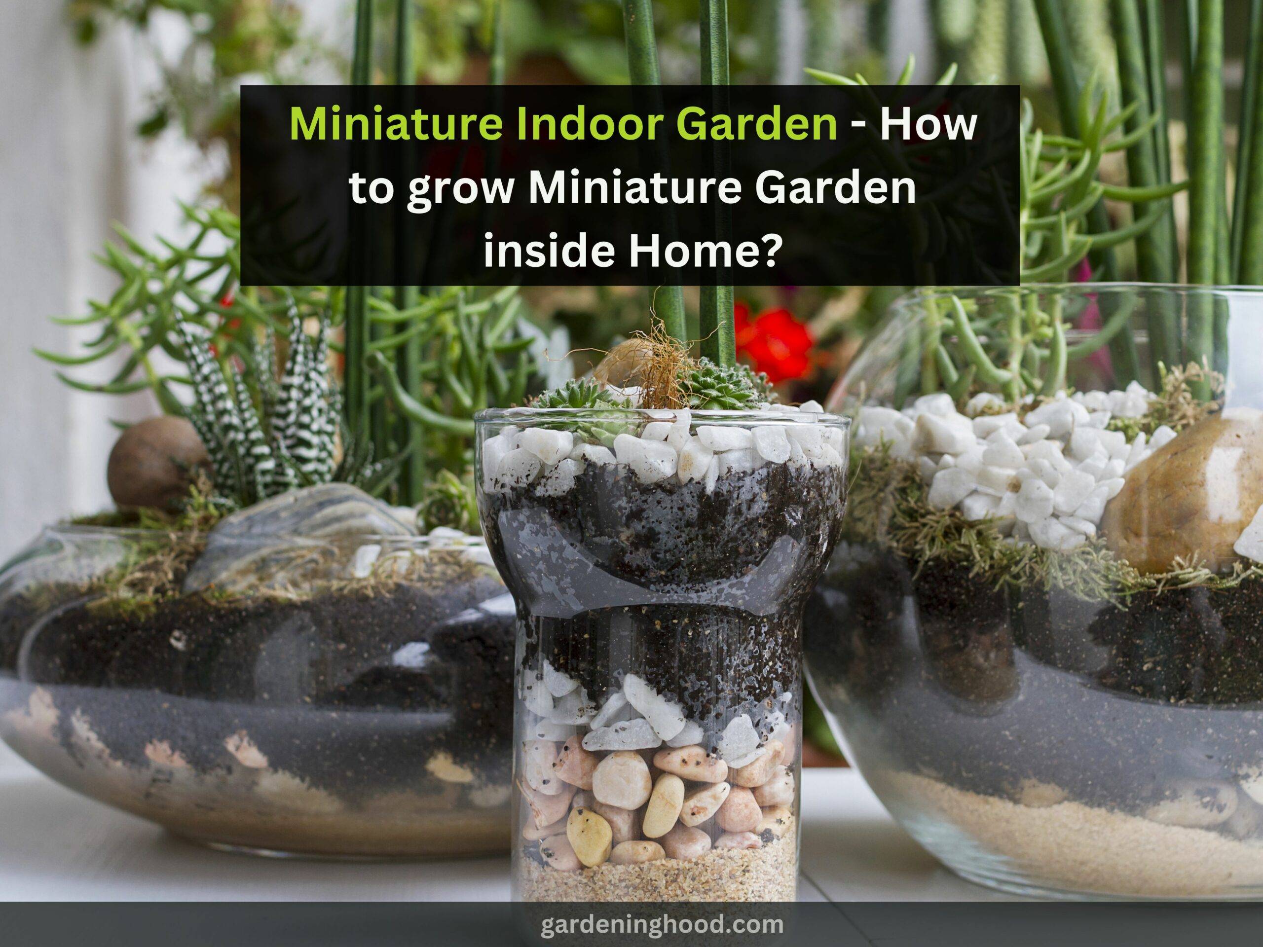 Miniature Indoor Garden - How to grow Miniature Garden inside Home?