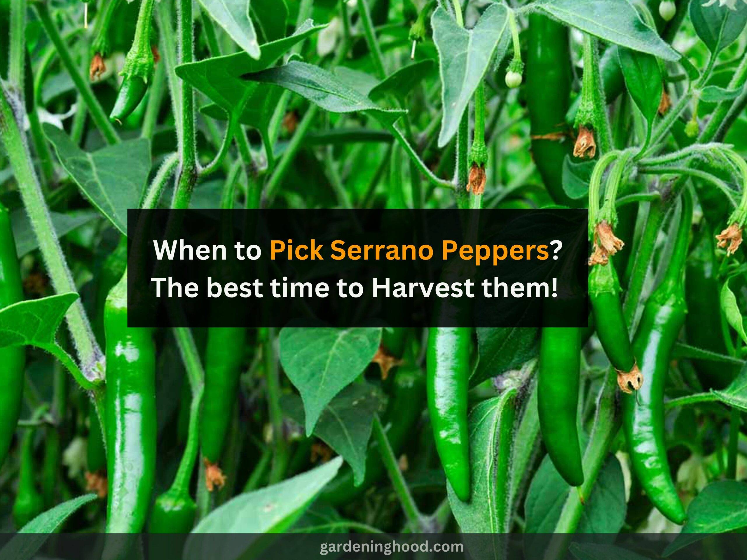 When to Pick Serrano Peppers? - The best time to Harvest them! 