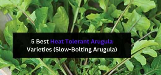 5 Best Heat Tolerant Arugula Varieties (Slow-Bolting Arugula)