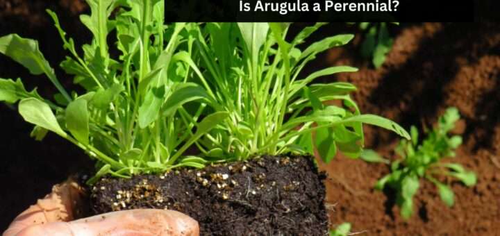 Does Arugula come back every Year? - Is Arugula a Perennial?