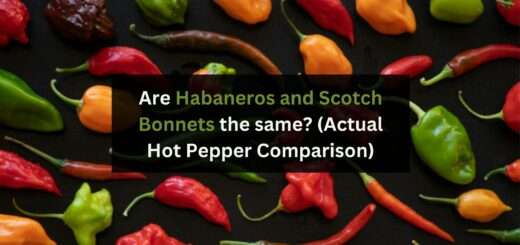 Are Habaneros and Scotch Bonnets the same? (Actual Hot Pepper Comparison)