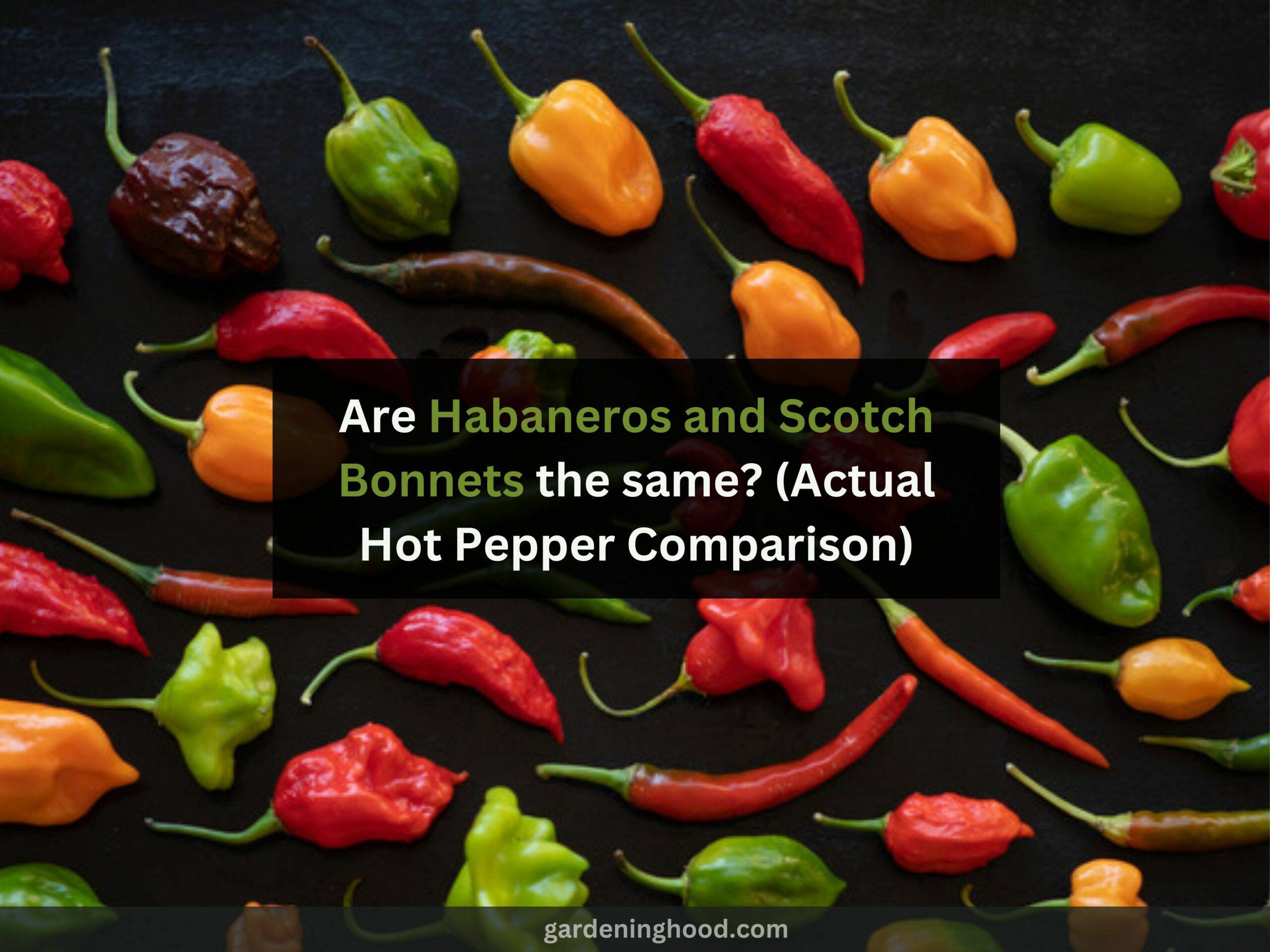 Are Habaneros and Scotch Bonnets the same? (Actual Hot Pepper Comparison)