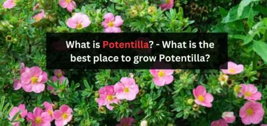 What is Potentilla? - What is the best place to grow Potentilla?