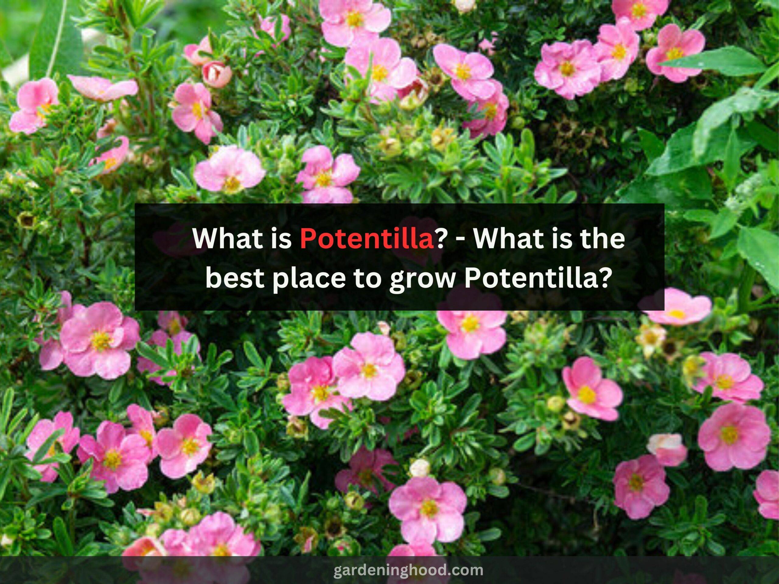 What is Potentilla? - What is the best place to grow Potentilla?