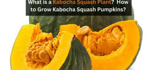 What is a Kabocha Squash Plant? - How to Grow Kabocha Squash Pumpkins?