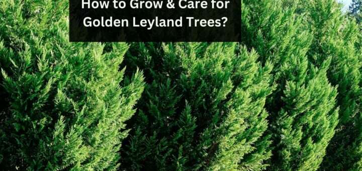 Golden Cypress Tree - How to Grow & Care for Golden Leyland Trees?