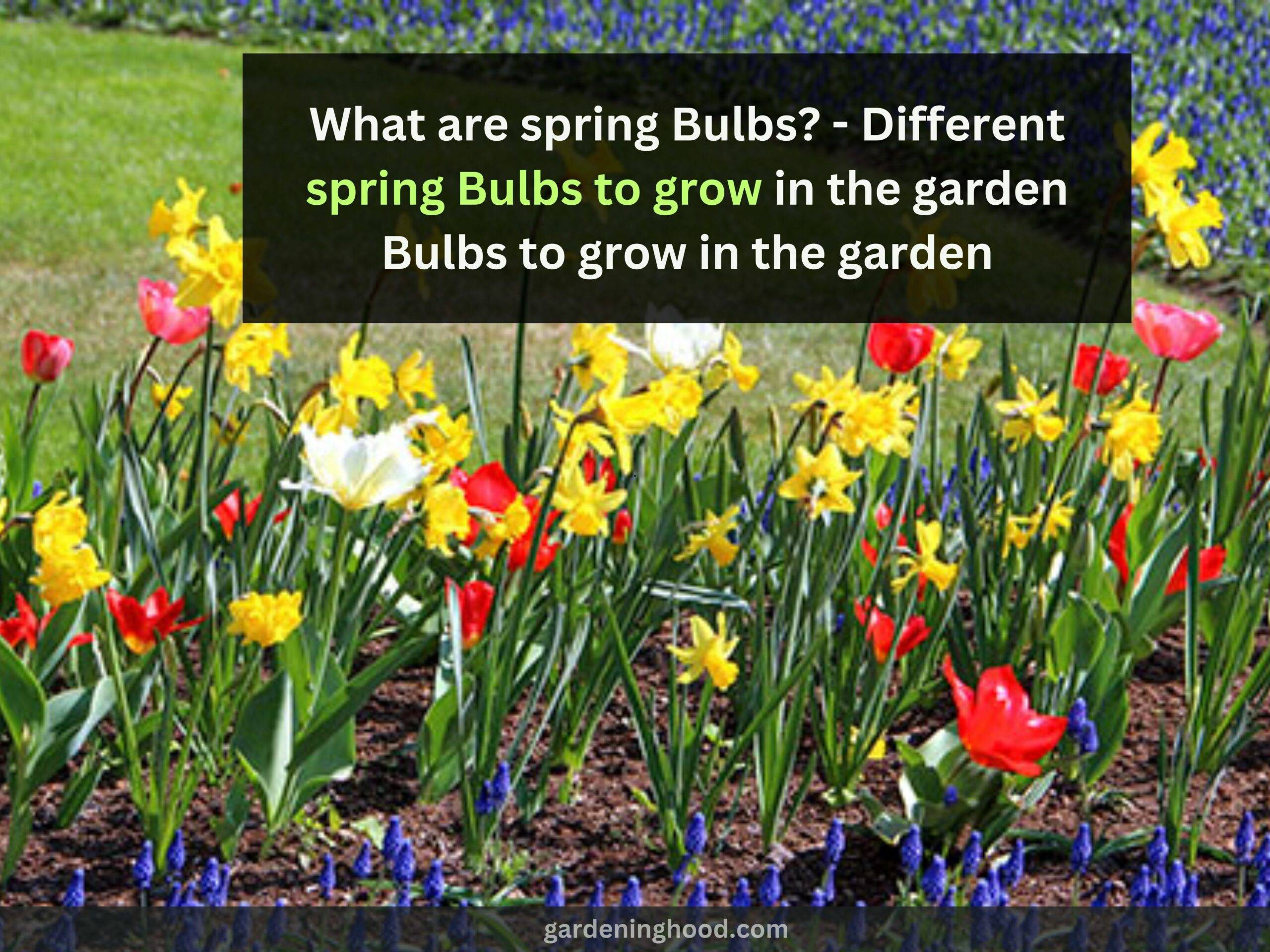 What are spring Bulbs? - Different spring Bulbs to grow in the garden
