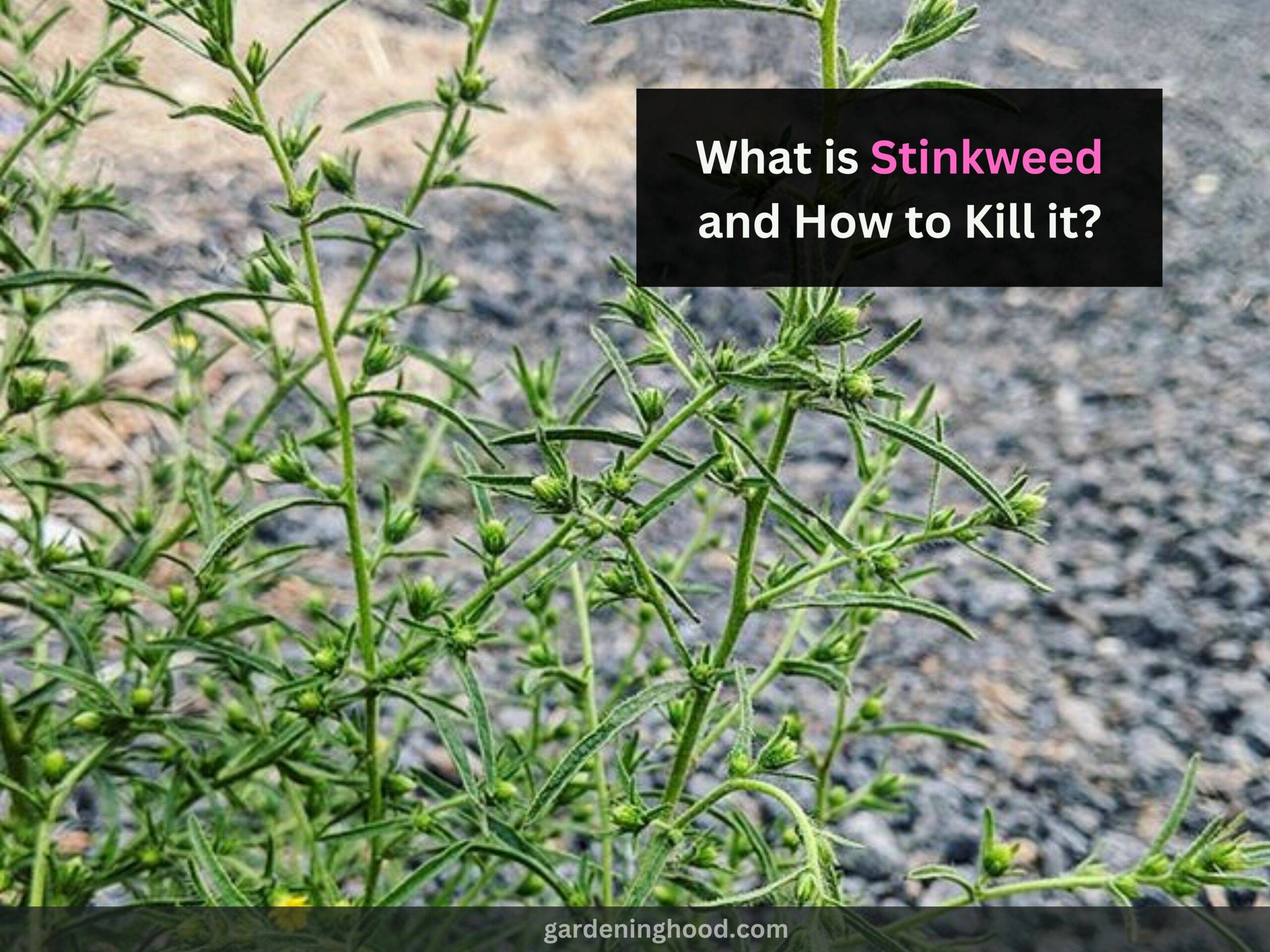 What is Stinkweed and How to Kill it?