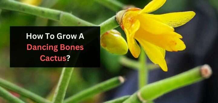 How To Grow A Dancing Bones Cactus?