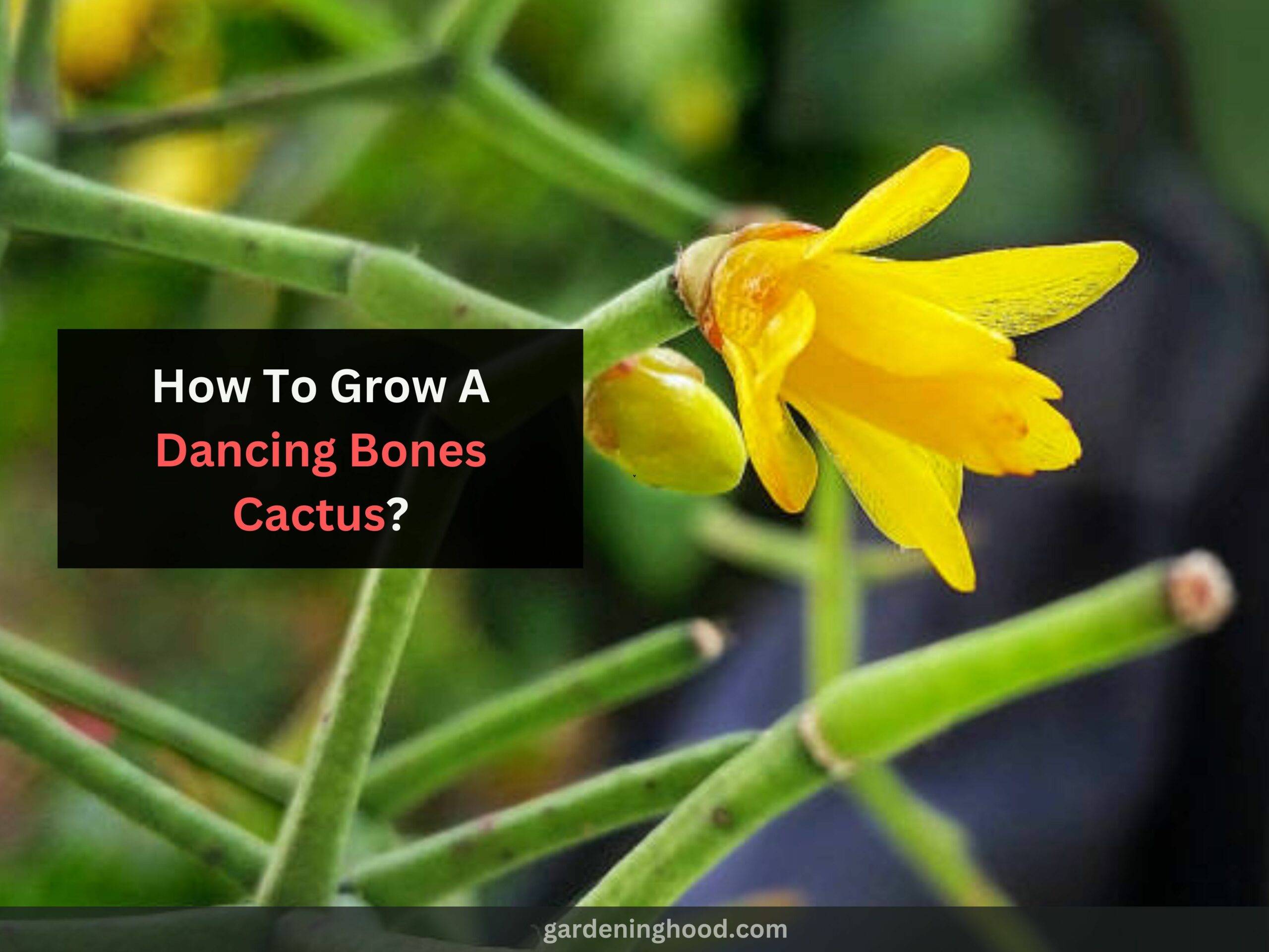 How To Grow A Dancing Bones Cactus?