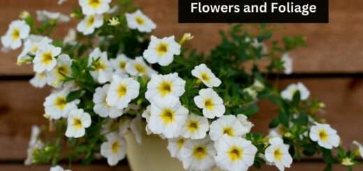 White Annual Flowers - Annuals with White Flowers and Foliage