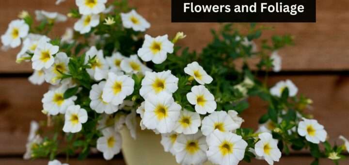 White Annual Flowers - Annuals with White Flowers and Foliage