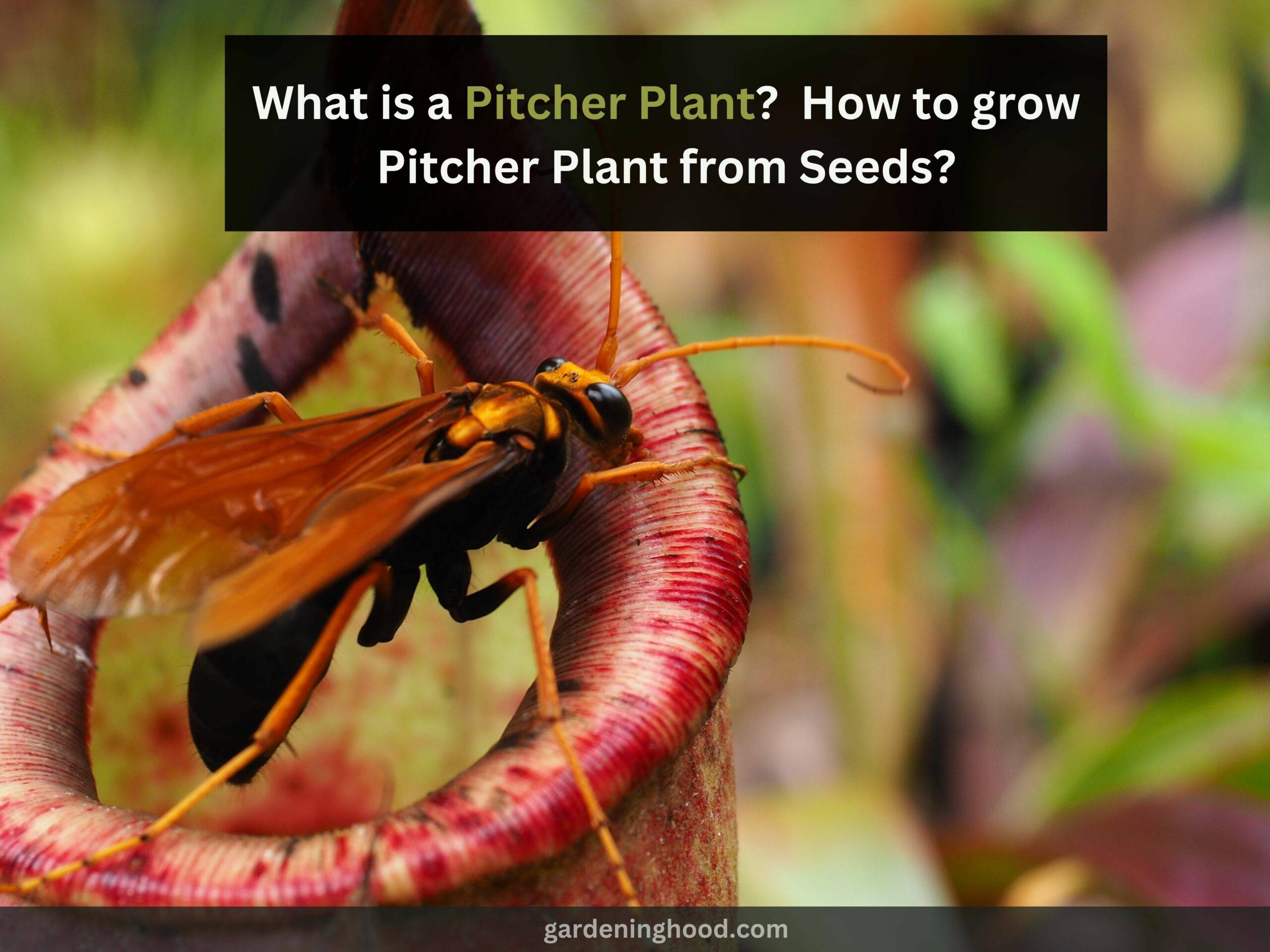 What is a Pitcher Plant? - How to grow Pitcher Plant from Seeds?