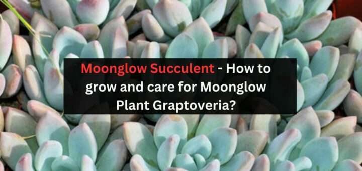 Moonglow Succulent - How to grow and care for Moonglow Plant Graptoveria?