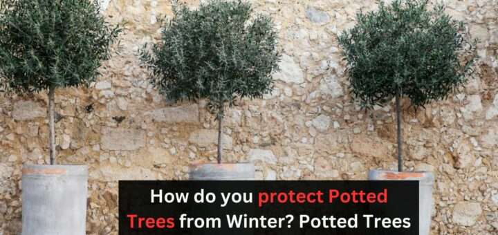 How do you protect Potted Trees from Winter? - Potted Trees that survive Winters