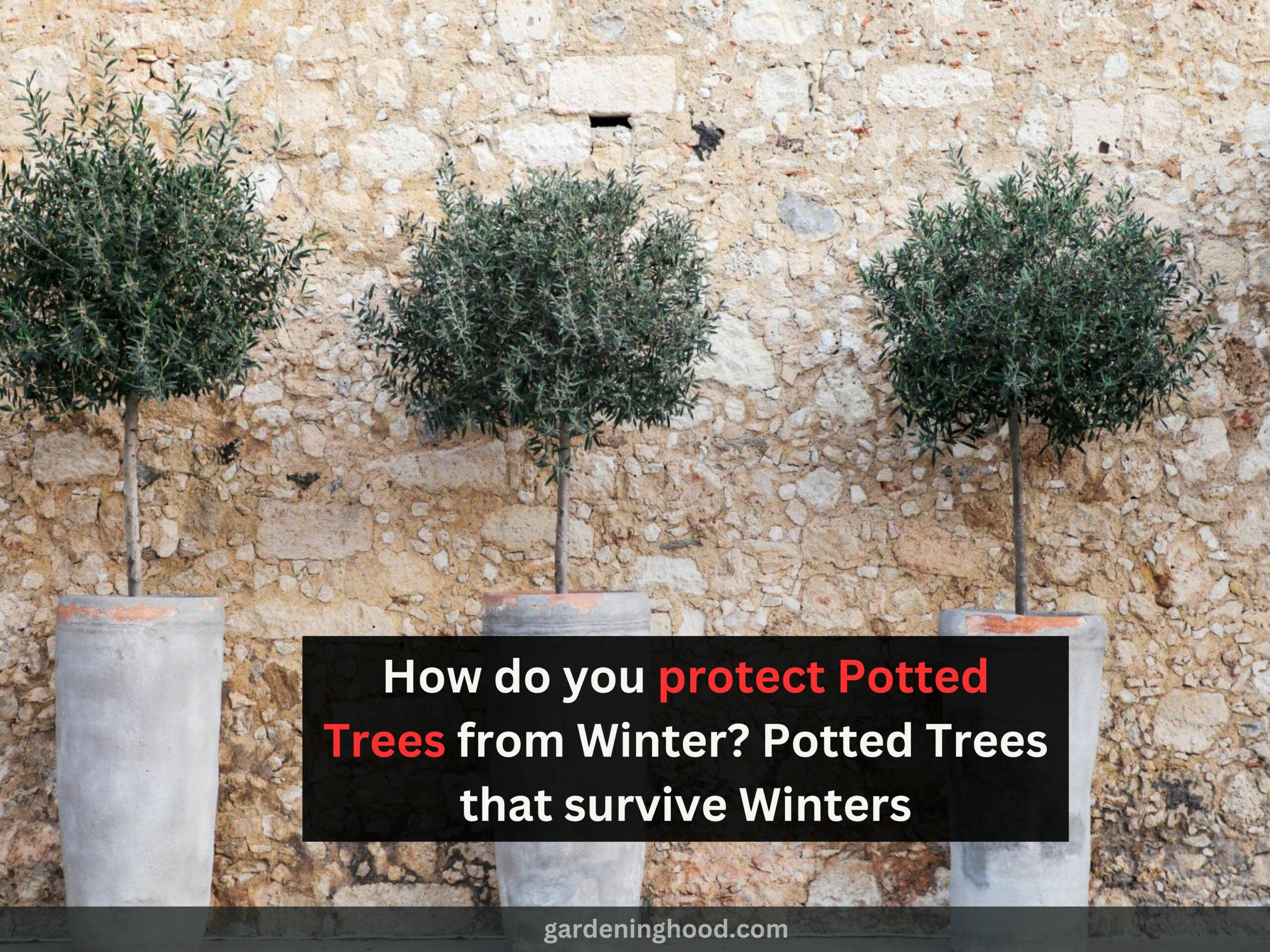 How do you protect Potted Trees from Winter? - Potted Trees that survive Winters