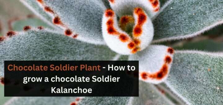 Chocolate Soldier Plant - How to grow a chocolate Soldier Kalanchoe