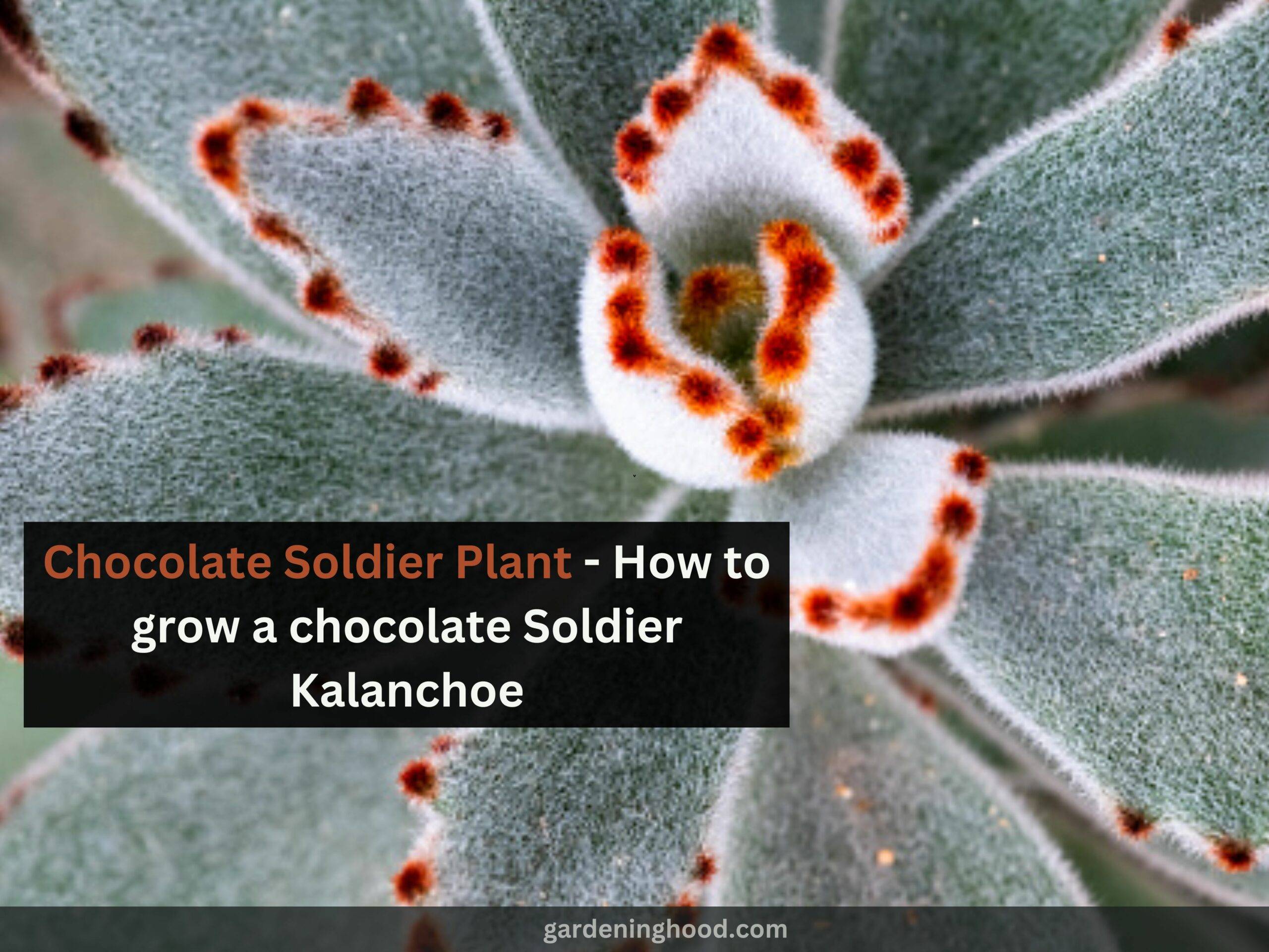 Chocolate Soldier Plant - How to grow a chocolate Soldier Kalanchoe