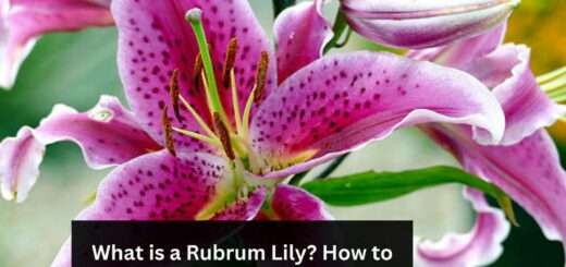 What is a Rubrum Lily?- How to plant Rubrum Lilies?