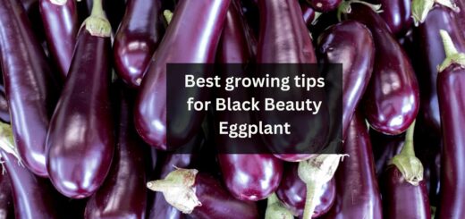 Best growing tips for Black Beauty Eggplant