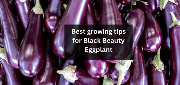 Best growing tips for Black Beauty Eggplant