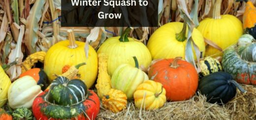 9 Best Tasting Winter Squash to Grow