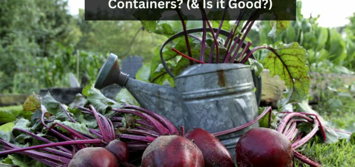 Can Beets grow in Containers? (& Is it Good?)