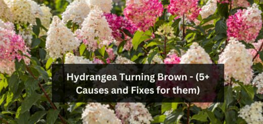 Hydrangea Turning Brown - (5+ Causes and Fixes for them)