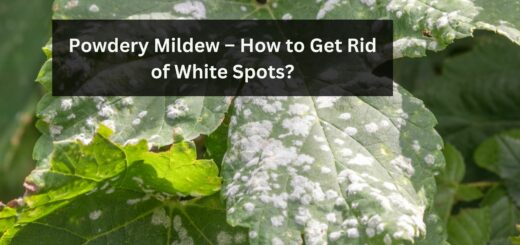 Powdery Mildew – How to Get Rid of White Spots?