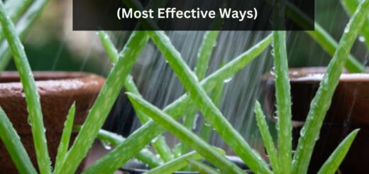 How often to water Aloe Vera? (Most Effective Ways)