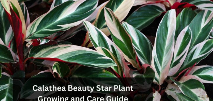 Calathea Beauty Star Plant Growing and Care Guide